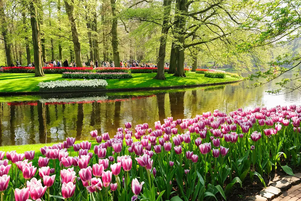 Tulips in Keukenhof Gardens